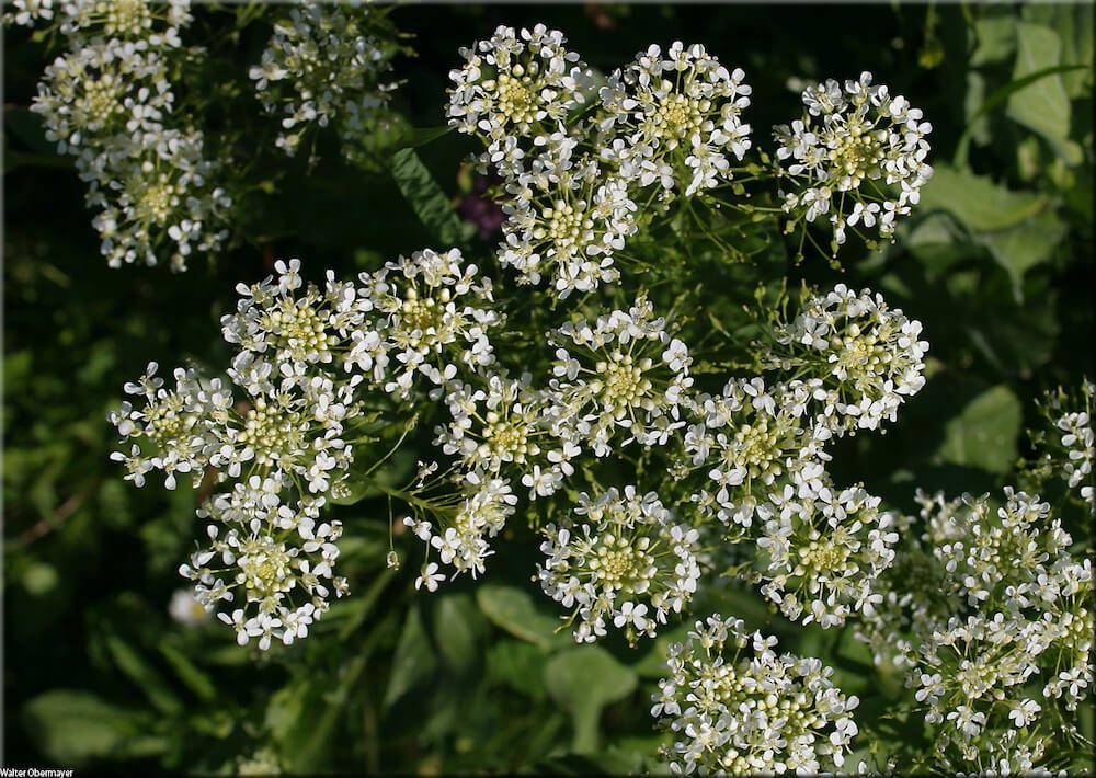 Brasicácea, Lepidium draba