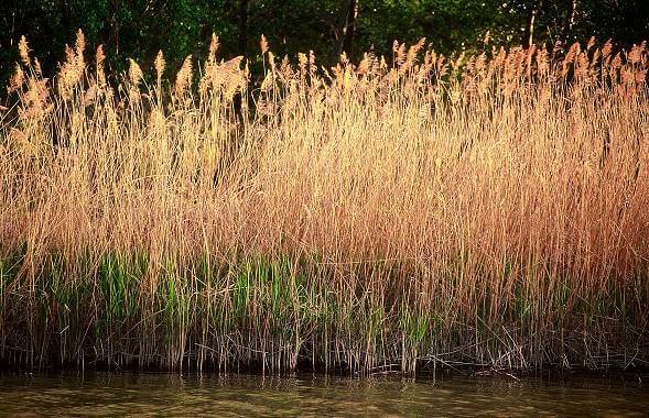 El carrizo, Arundo donax