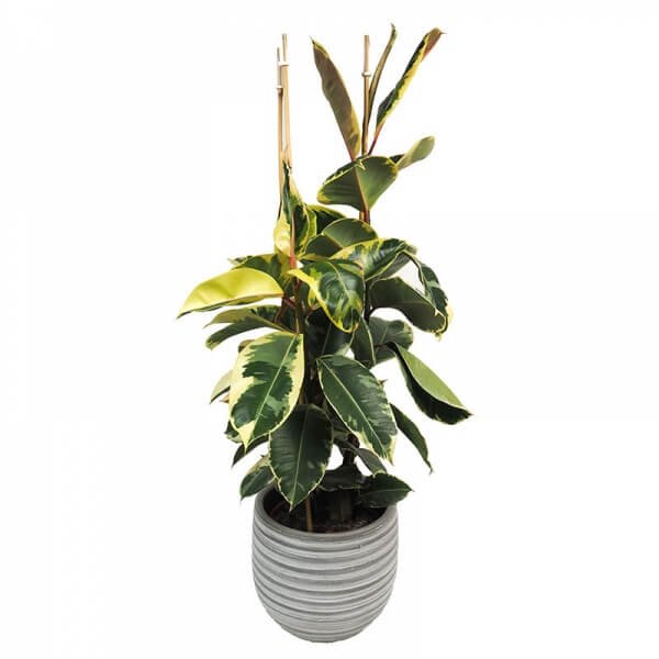 Ficus Tineke