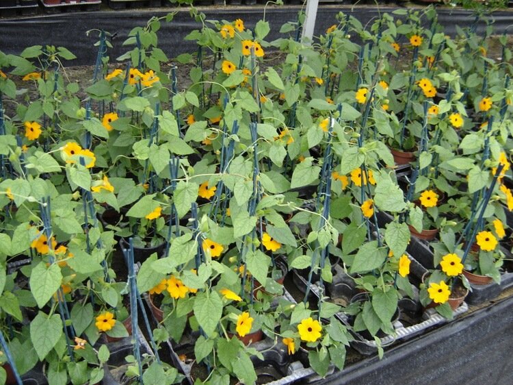 Ojo de pájaro, Thunbergia alata